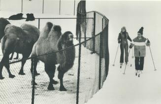 They'd ski a mile: Doreen Scarsbrook and Archie Milne take a look at some camels - and one seems to be taking a sideways look at them, too - during yesterday's Toronto Star Zooski at the Metro Zoo