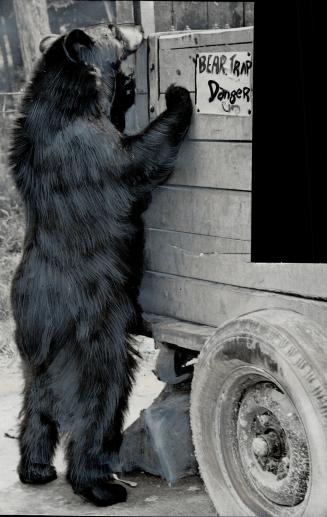 Four bears, mama, papa and two year-old offsprings are on way to Toronto from Banff, courtesy of The Star, to be named in contest and presented to Riv(...)