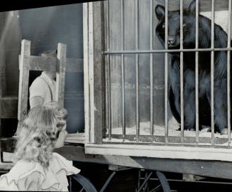 Eight-year-old Beth Stephens takes a look at papa bear, Bears will be named at ward two business men's carnival, Workmen were busy slapping weathered (...)