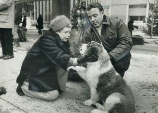Mrs. Crombie, meet David the Dog. Vera Crombie meets a 3 1/2-month-old St. Bernard named for her son, Toronto mayor-elect David Crombie. Bud Nolan of (...)