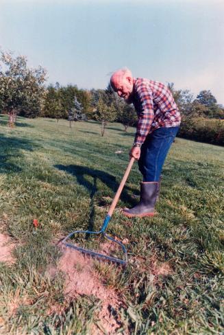 Raking to sow grass. This is the best time to sow lawn grass seed, raking bare spots to open up earth before sowing