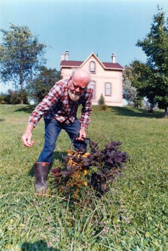 Fertilizing shrubs. A young purple smokebush gets the benefit of a broadcasting of a general garden fertilizer