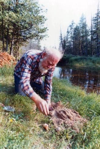 Planting daffodils. Daffodils look especially beautiful planted beside a river, where they will last for years
