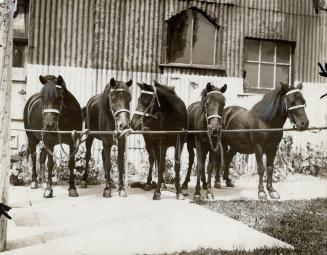 These five perfectly matched black ponies, the property of William Graham, of Fairbank, have been selected by the Fox Film Company to take part in a n(...)