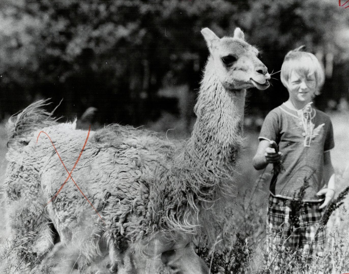 Jose, a Ilama who lives in the sanctuary, is fed by Paul Vicary, 10