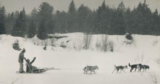 Winter Wonderland: Jean Johnson, 67, points to the beauty of the scenery as reporter Stasia Evasuk drives the dogsled