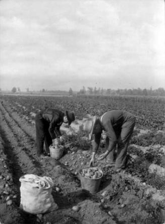 Two men picking potatoes in a field