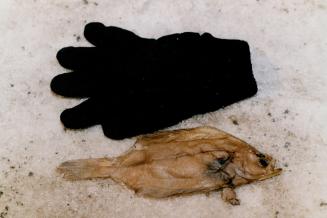 Ah the second black glove and one of the turbot found in the hold of the spanish fishing trawler Estai