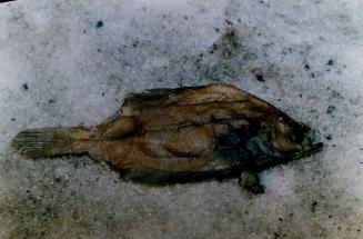 A turbot (baby) found in the hold of the spanish fishing trawler Estai
