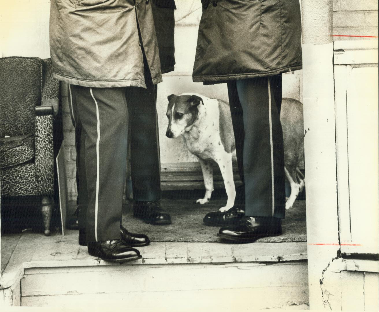 Homicide victim's constant companion, Spot, stands between investigating policemen in front of man's home