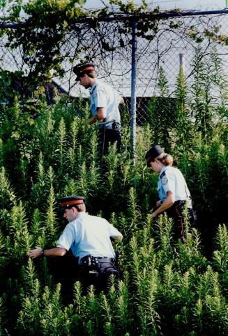 Methodical search: Police comb through the brush in the Parkdale area yesterday in search of Kayla Klaudusz, 3, inset