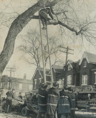Fireman Gingerly climbs shaky ladder to remove car's hood from tree limb