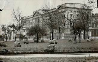 Buckingham Palace, London, in rural surroundings, Sheep in Green Park, across the street from the royal residence