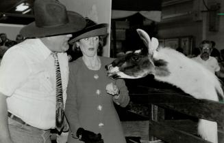 Inquisitive Llama's advances leave Sarah cold and she moves on. Later, the Duchess opened the fair's Royal Horse Show