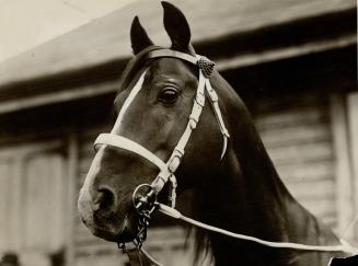 Aldebaran, an Arab stallion recently added to the Alberta stud of the Prince of Wales