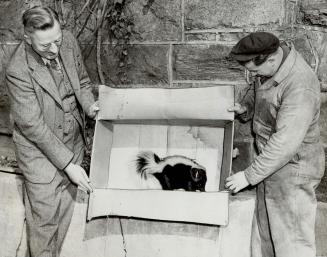 Zoo life looks good to Mr. Skunk after his recovery by The Star's Hugh Halliday from a pit in the garage of Philip Morgan, Williamson Rd. Halliday cap(...)
