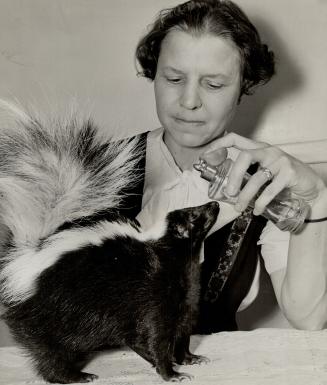 Here's Petunia, the well-behaved skunk lady who is a well-loved member of the naturalist, Hugh Halliday's, family