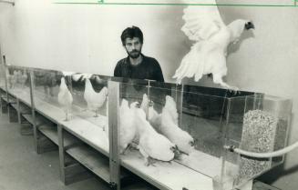 Doesn't this chicken appreciate conceptual art? Flying the coop