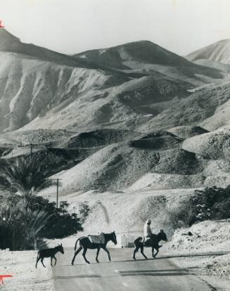 Donkeys cross road as the Harpurs and photographer Dick Loek head along pavements to Iytav kibbutz, their last stop before Jericho. Harpur describes t(...)