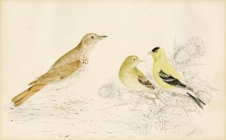 Veery-Wilson's Thrush and American Goldfinch