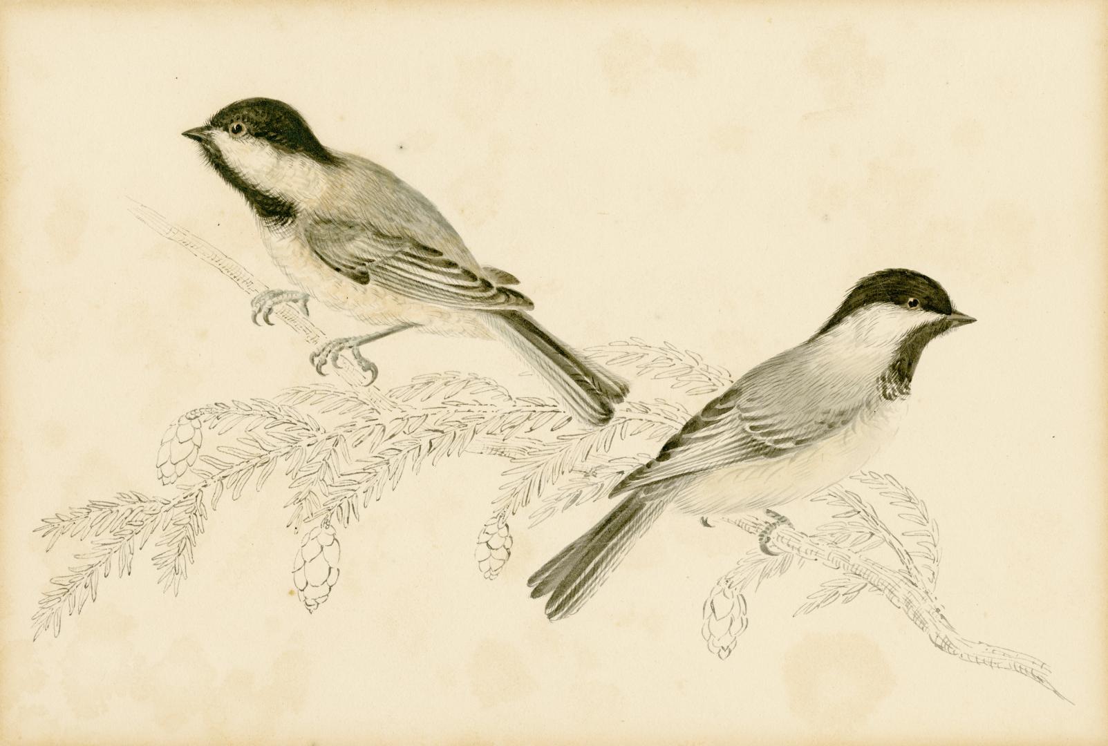 Illustration of two birds on a pine branch. Both birds have a black cap and bib with white chee…