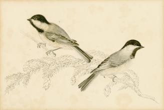 Illustration of two birds on a pine branch. Both birds have a black cap and bib with white chee…