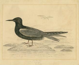 Shows a black bird with grey wings, a long beak and long tail feathers, standing on a rock in a ...