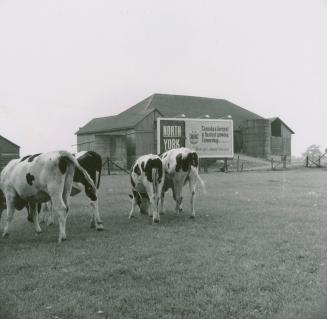 Robinson dairy farm barn and cattle, southwest quadrant of Yonge Street and Steeles Avenue, cur ...