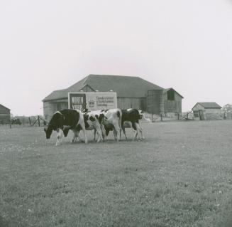 Robinson dairy farm barn and cattle, southwest quadrant of Yonge Street and Steeles Avenue, cur ...