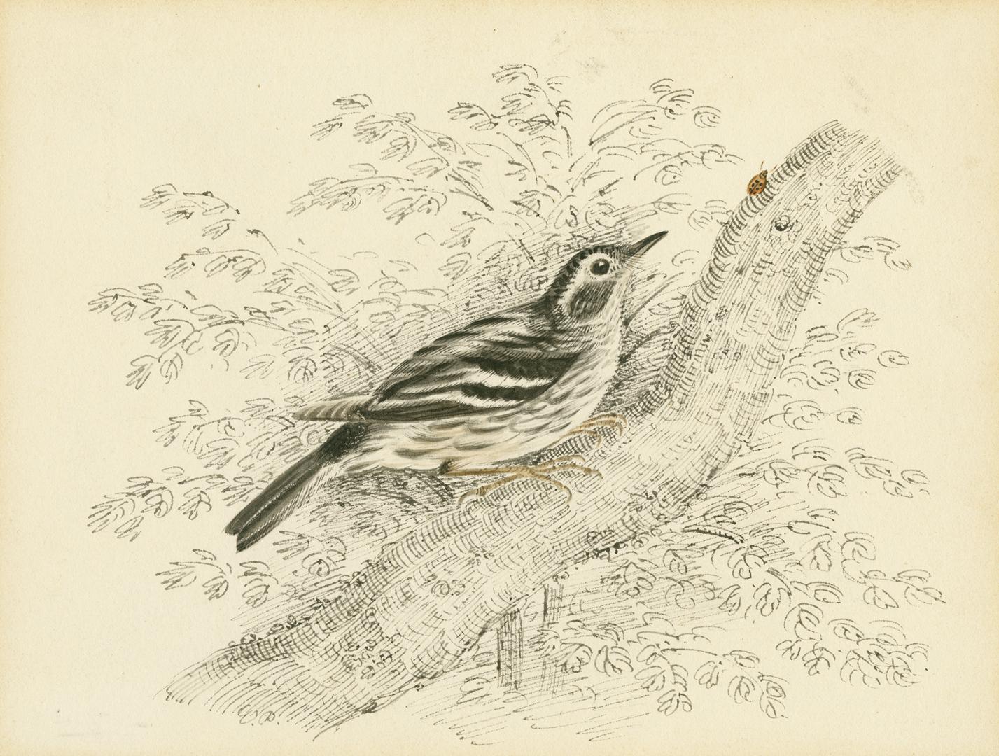 Black and White Warbler