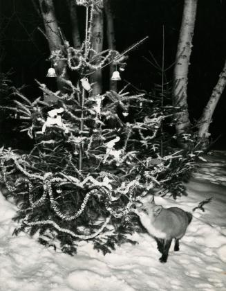 ''Tommy'' the fox examines gaily decorated Christmas tree for animals of Algonquin park