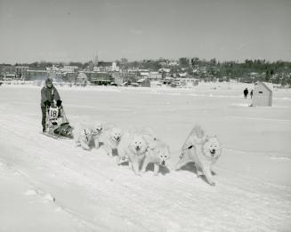 Dog sled racing on the ice of Kempenfeldt Bay, offshore from Barrie