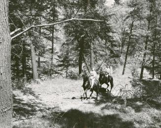 Two women on horses surrounded by evergreen and coniferous trees.