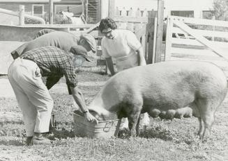 Mental patients do the chores on the Caledon Hills farm of Mrs