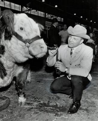 Bobby Hull and friend. Chicago Black Hawk's hockey star Bobby Hull: in Toronto for Royal Winter Fair: admires heifer he raised on farm near Picton and is exhibiting in the cattle show