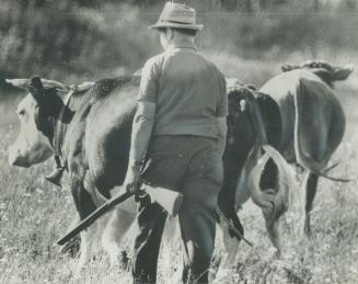 North bay farmer Henry Ahola carries his double-barrelled shotgun with him as he brings his cows in for milking last night. Police had warned him that(...)