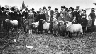 Exhibit of lambs