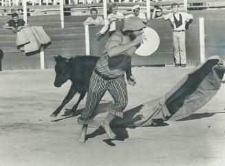 Lemme out of here! Bearded tourist-turned-matador flees the path of a charging young bull at Benidorm on Spain's Costa Blanca. Tourists are invited to(...)