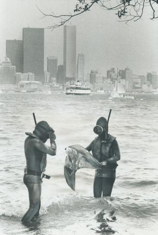 Beach clean-up on island. Scuba divers from the Underwater Council retrieve debris at Olympic Beach on the Island yesterday, part of a campaign to cle(...)