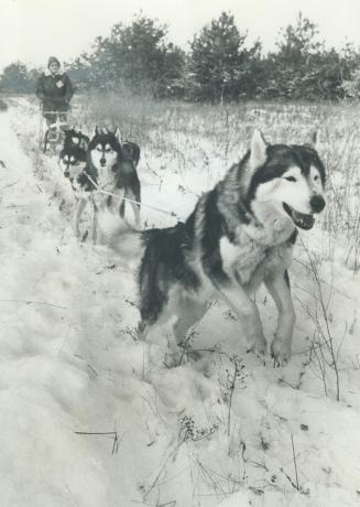 Hitting the trail with huskies