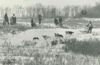 straining huskies, which raced at Claireville Conservation Area, are trained in teams