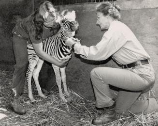 Baby's first check-up. Veterinarian Kay Mehren, right, gives a new arrival at the Metro Zoo a thorough inspection. The female ples taken, injections and getting an ear tag