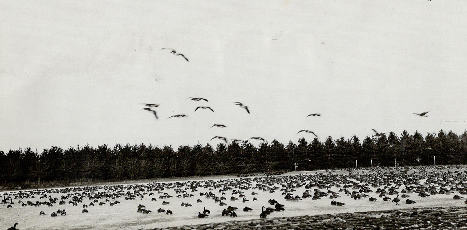 Large numbers of Canada geese winter at the Jack Miner Sanctuary at Kingsville, Ont