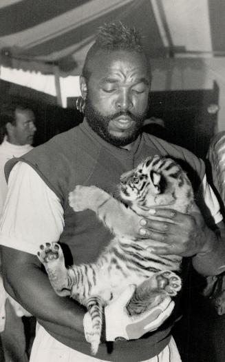 T is for tiger. Mr. T, who is in Toronto for six months filming his TV series, gets acquainted with a Sumatran tiger cub after he watched a performanc(...)