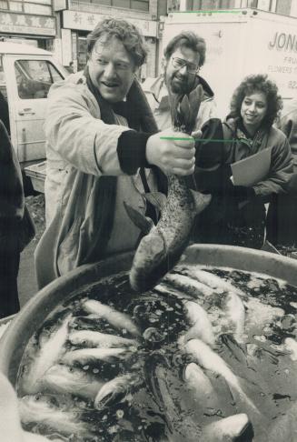 Slippery proposition: Metro Councillor Howard oscoe grabs a carp by the tall in Chinatown yesterday, during a tour of areas where Sunday opening is allowed