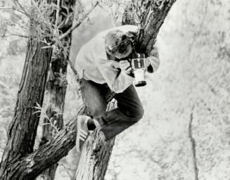 Star man goes out on a limb. Some photographers will really go out on a limb to get a good picture. Award-winning Star photographer Bob Olsen, 51, ign(...)