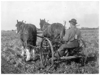 Farm worker harvesting beans using machine pulled by horses