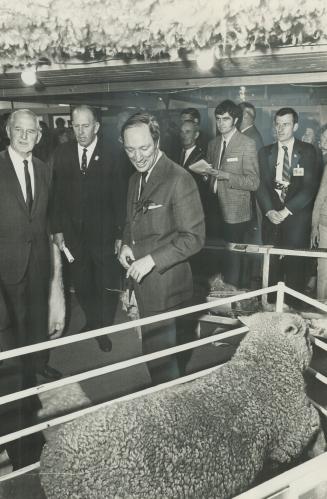 Even sheep in New Zealand got the Trudeau treatment