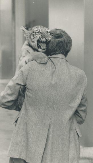 Easy with those paws, Kid. A Siberian tiger cub clutches Bill Valliere, founder of Toronto's Endangered Animal Sanctuary. They made a trip yesterday t(...)