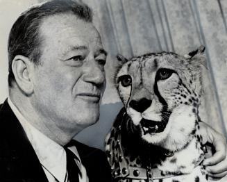 Chummy with Cheetah, John Wayne puts arm around animal that was part of his entourage yesterday when he was in Toronto to publicize his movie Hatari! (...)